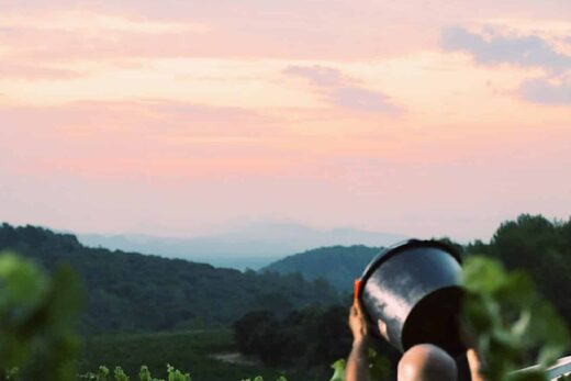 Les vendanges manuelles : un état d&#8217;esprit