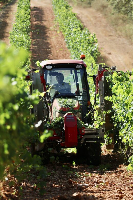 Vignobles Massa : domaines d’exception dans le Var
